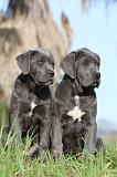 CANE CORSO 387